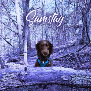 Trail & Fit Hund springt über Baumstamm